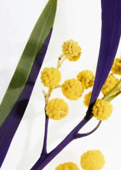 Gommage Corps Arabesque Wood