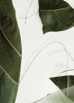 Gommage Corps Arabesque Wood